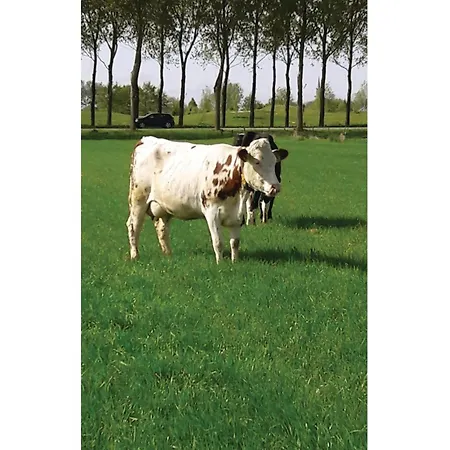 Penhuis Сasa de vacaciones